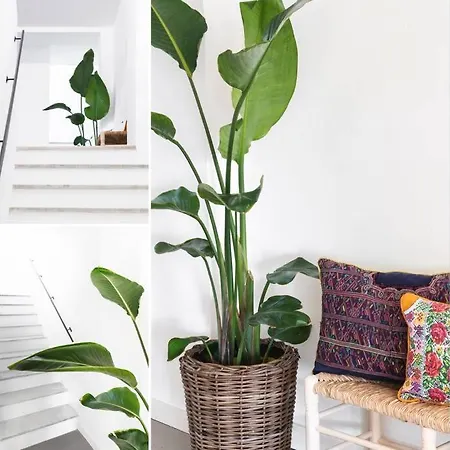 Flores De Marta Apartment
